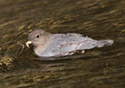 Cinclus mexicanus